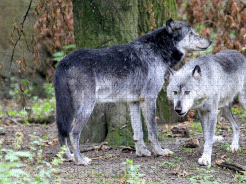 Der Timberwolf - Der Jäger aus den Rocky Mountains - CALVENDO Foto-Puzzle - calvendoverlag 29.99