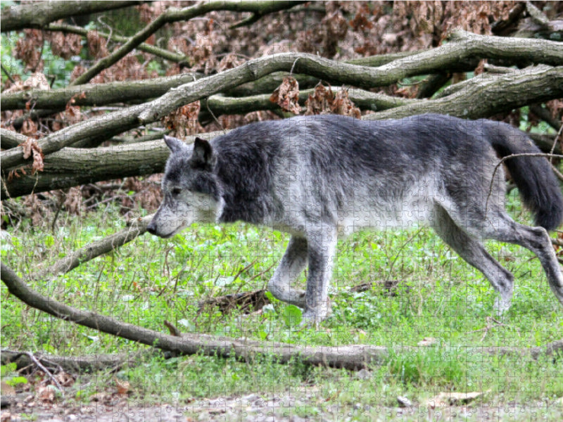 Der Timberwolf - Der Jäger aus den Rocky Mountains - CALVENDO Foto-Puzzle - calvendoverlag 29.99