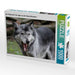 Der Timberwolf - Der Jäger aus den Rocky Mountains - CALVENDO Foto-Puzzle - calvendoverlag 29.99