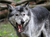 Der Timberwolf - Der Jäger aus den Rocky Mountains - CALVENDO Foto-Puzzle - calvendoverlag 29.99