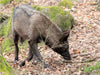 Der Timberwolf - Der Jäger aus den Rocky Mountains - CALVENDO Foto-Puzzle - calvendoverlag 29.99