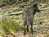 Der Timberwolf - Der Jäger aus den Rocky Mountains - CALVENDO Foto-Puzzle - calvendoverlag 29.99