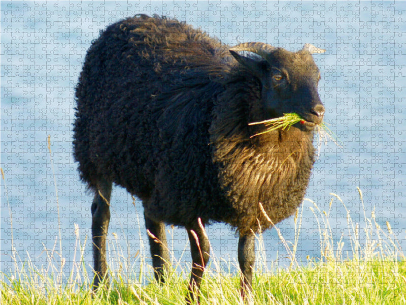 Schwarzes Schaf auf Helgoland - CALVENDO Foto-Puzzle - calvendoverlag 29.99