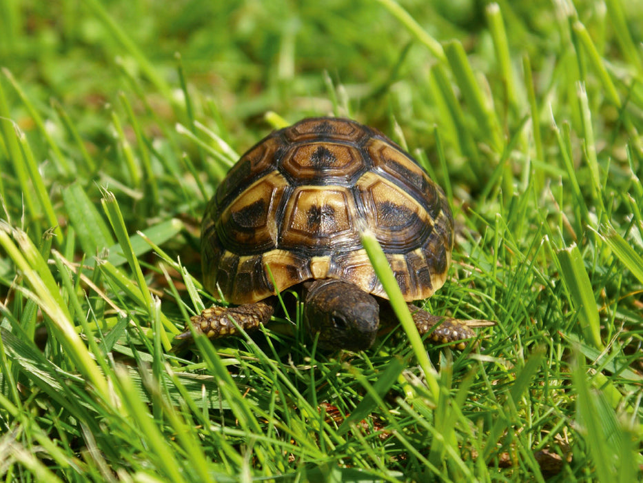 Griechisches Landschildkröten Baby auf der Wiese - CALVENDO Foto-Puzzle - calvendoverlag 29.99