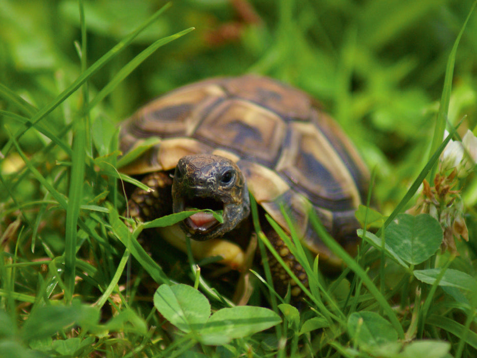 Schildkröten Dinner - CALVENDO Foto-Puzzle - calvendoverlag 29.99