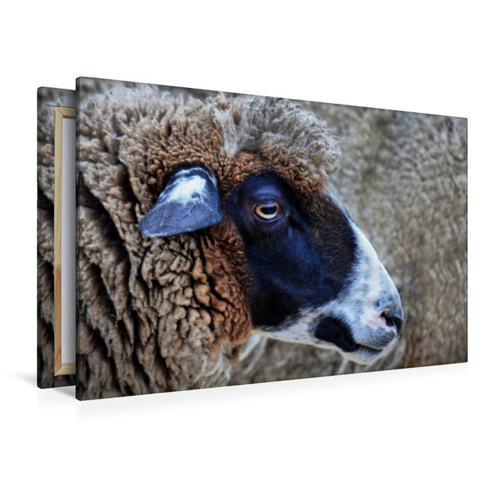 Premium Textil-Leinwand Premium Textil-Leinwand 120 cm x 80 cm quer Freundliches Schaf