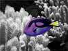 Paletten Doktorfisch, Paracanthurus hepatus - CALVENDO Foto-Puzzle - calvendoverlag 29.99