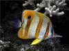 Kupferstreifen Pinzettfisch, Chelmon rostratus - CALVENDO Foto-Puzzle - calvendoverlag 29.99