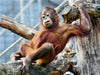 Orang Utan-Heute mal chillen - CALVENDO Foto-Puzzle - calvendoverlag 29.99