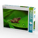 Grasfrosch - CALVENDO Foto-Puzzle - calvendoverlag 29.99