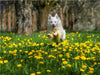 Mein Islandhund Djarfur (3) - CALVENDO Foto-Puzzle - calvendoverlag 29.99