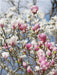Magnolienblüten - CALVENDO Foto-Puzzle - calvendoverlag 29.99