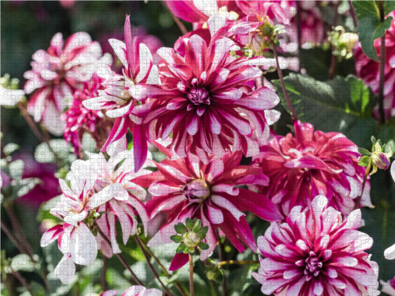 Dahlien - Prachtvolle Blüten des Spätsommers - CALVENDO Foto-Puzzle - calvendoverlag 29.99