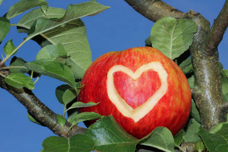 Premium Textil-Leinwand Premium Textil-Leinwand 120 cm x 80 cm quer Herz-Apfel in der Astgabel eines Apfelbaumes