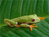 Rotaugenlaubfrosch - CALVENDO Foto-Puzzle - calvendoverlag 29.99