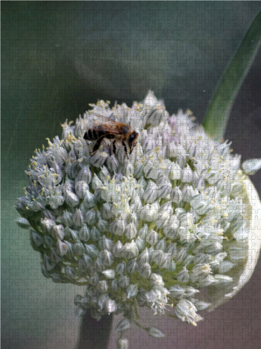 Blüte des Zwiebellauchs fasziniert durch tausend kleine Sternchen - CALVENDO Foto-Puzzle - calvendoverlag 29.99
