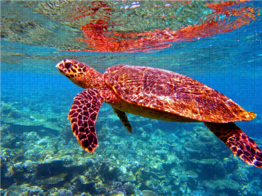 Meeresschildkröten – Faszinierende Geschöpfe der Weltmeere - CALVENDO Foto-Puzzle - calvendoverlag 29.99