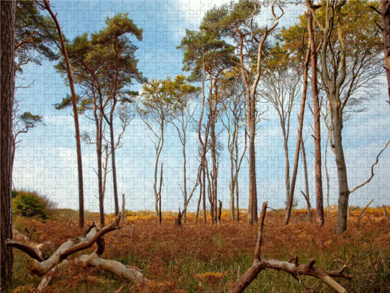 Bäume am Weststrand - CALVENDO Foto-Puzzle
