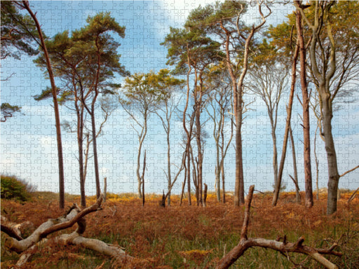 Bäume am Weststrand - CALVENDO Foto-Puzzle - calvendoverlag 29.99