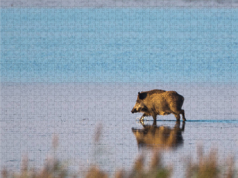 Wildschwein am Pramort - CALVENDO Foto-Puzzle