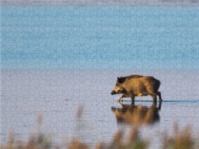 Wildschwein am Pramort - CALVENDO Foto-Puzzle - calvendoverlag 29.99