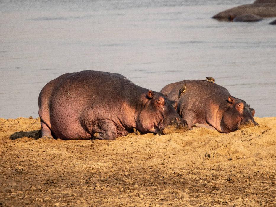 Hippopotames en Afrique australe - Puzzle photo CALVENDO 