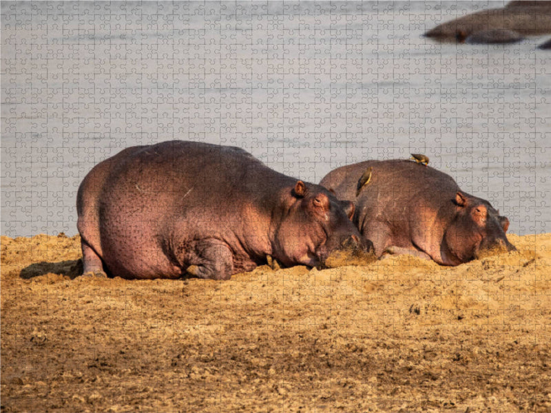 Hippos im südlichen Afrika - CALVENDO Foto-Puzzle