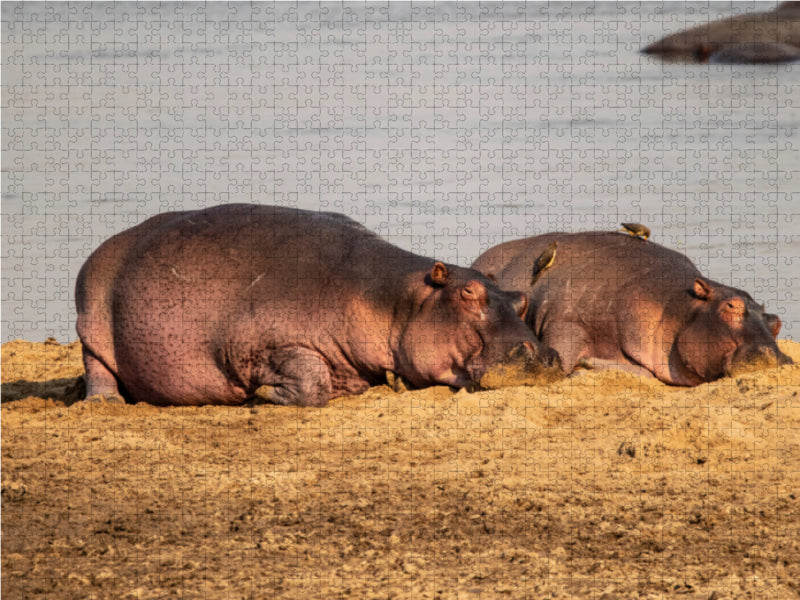 Hippos im südlichen Afrika - CALVENDO Foto-Puzzle - calvendoverlag 29.99