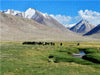 Sommerweide, Uch Kol, Wakhan Korridor, Tadschikistan - CALVENDO Foto-Puzzle - calvendoverlag 29.99