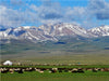 Sommerweide, Song Kul, Kirgisistan - CALVENDO Foto-Puzzle - calvendoverlag 29.99