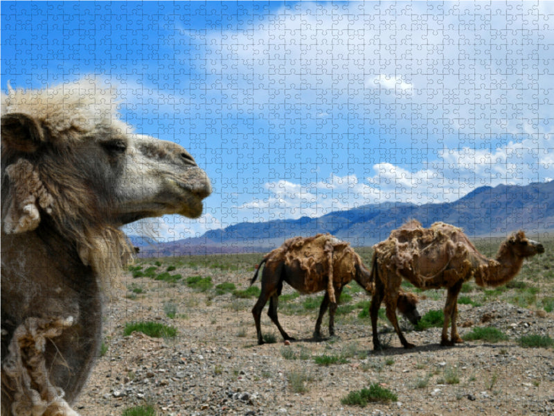 Kamele, Kotschkor, Kirgisistan - CALVENDO Foto-Puzzle - calvendoverlag 29.99