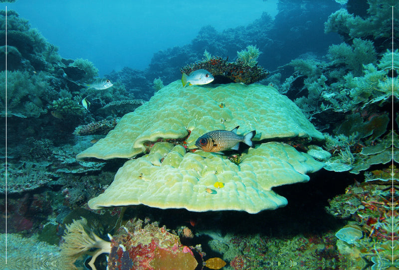 Toile textile haut de gamme Toile textile haut de gamme 120 cm x 80 cm paysage Paysage sous-marin impressionnant dans l'île paradisiaque de Palau ! 