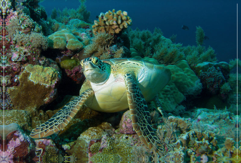 Premium Textil-Leinwand Premium Textil-Leinwand 120 cm x 80 cm quer Unterwasserfotografie einer Meeresschildkröte in einem Korallenriff vor Palau