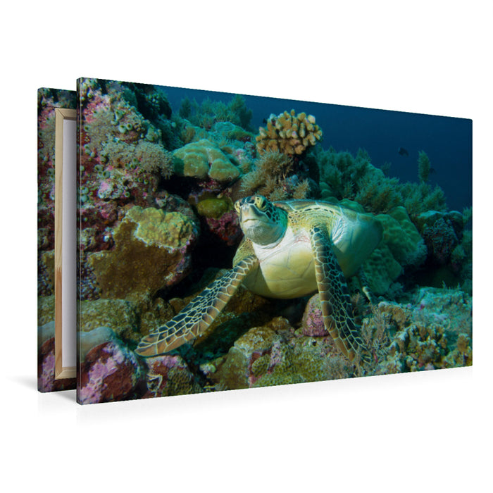 Premium Textil-Leinwand Premium Textil-Leinwand 120 cm x 80 cm quer Unterwasserfotografie einer Meeresschildkröte in einem Korallenriff vor Palau