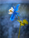 Blaue Akelei - CALVENDO Foto-Puzzle - calvendoverlag 29.99