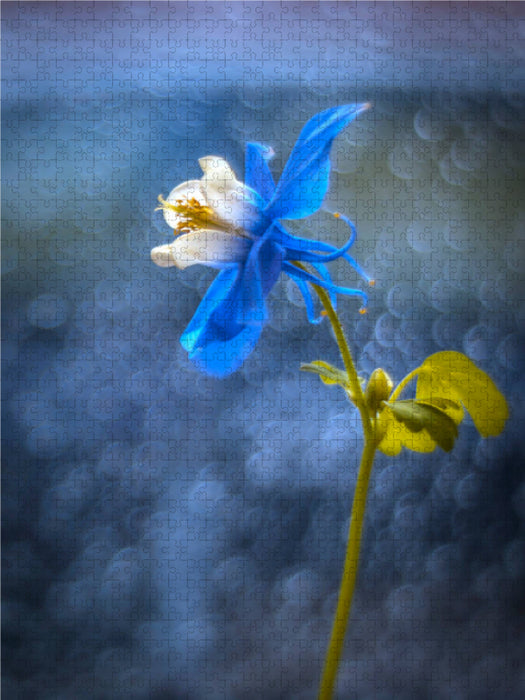 Ancolie bleue - Puzzle photo CALVENDO 