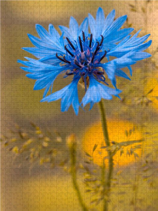Blaue Kornblume - CALVENDO Foto-Puzzle - calvendoverlag 29.99