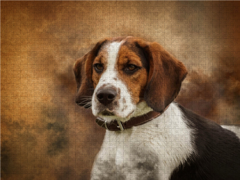 Englischer Beagle - CALVENDO Foto-Puzzle - calvendoverlag 29.99