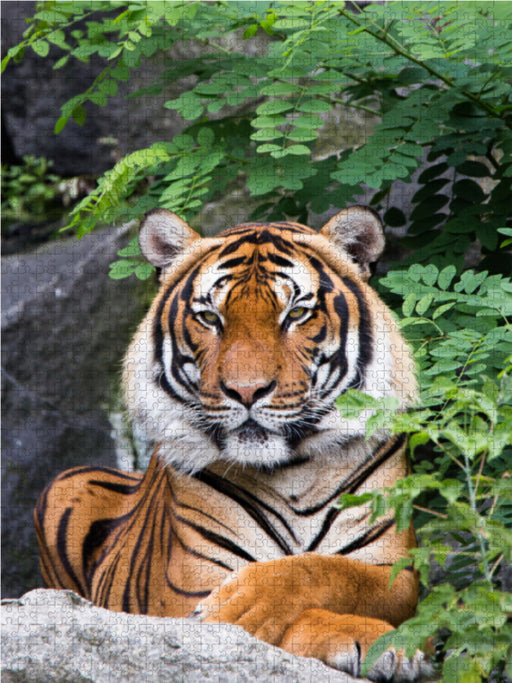 Der Tiger - ein gestreifter Jäger - CALVENDO Foto-Puzzle - calvendoverlag 29.99