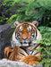 Der Tiger - ein gestreifter Jäger - CALVENDO Foto-Puzzle - calvendoverlag 29.99