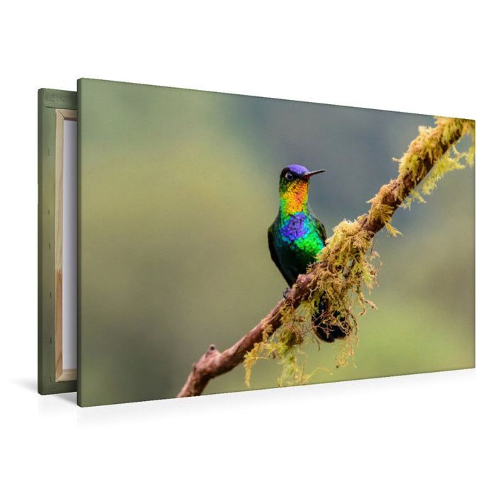 Premium textile canvas Premium textile canvas 120 cm x 80 cm landscape fire-throated hummingbird 