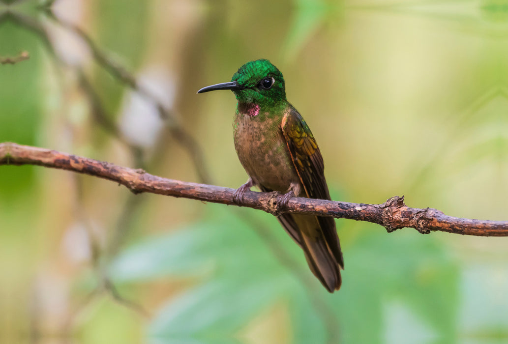 Premium textile canvas Premium textile canvas 120 cm x 80 cm landscape Brown-bellied Brilliant Hummingbird, Ecuador 