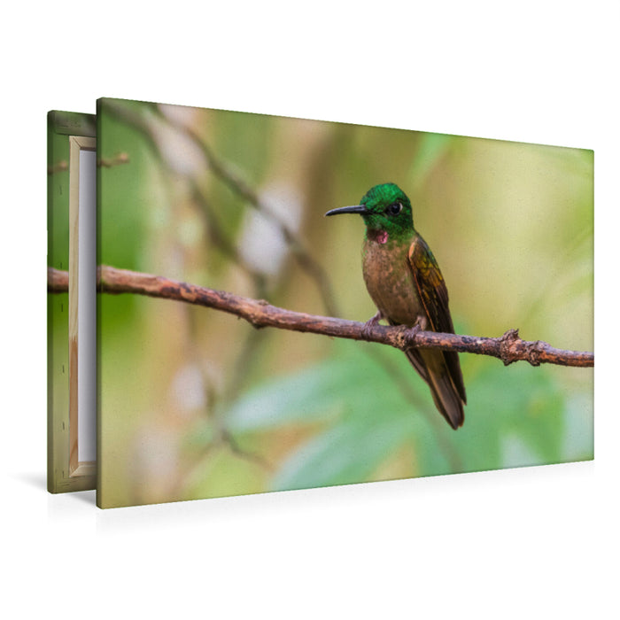 Premium textile canvas Premium textile canvas 120 cm x 80 cm landscape Brown-bellied Brilliant Hummingbird, Ecuador 