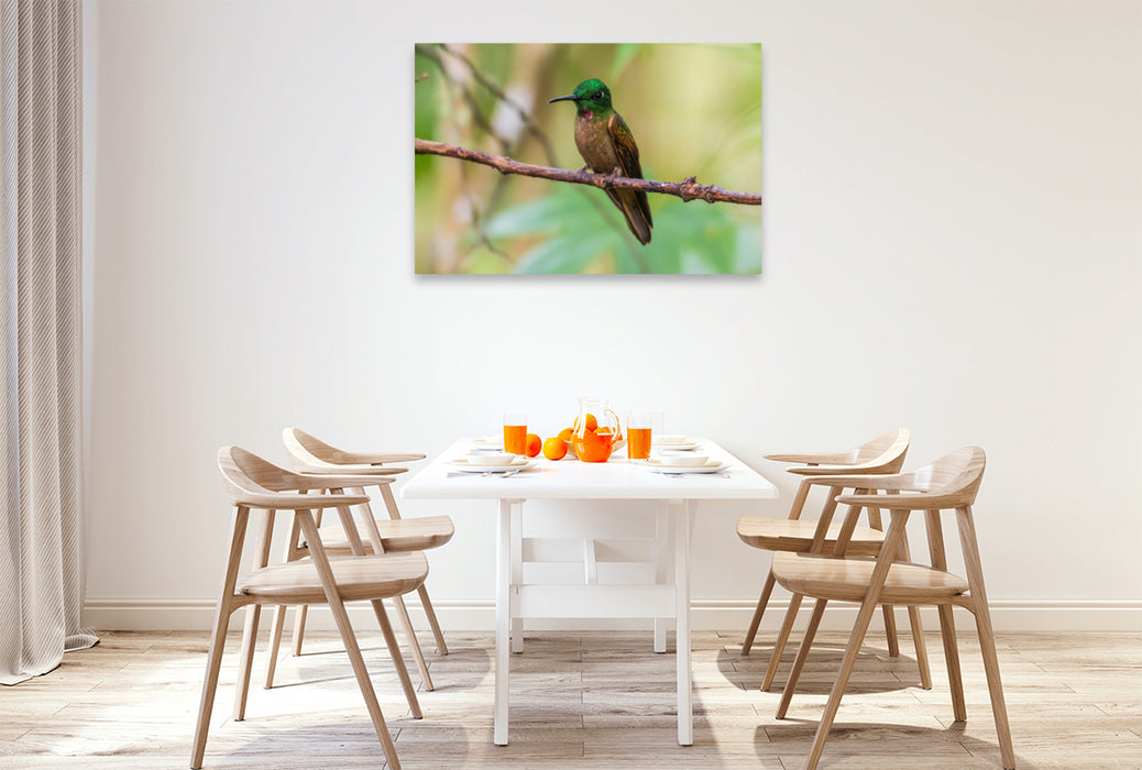 Premium textile canvas Premium textile canvas 120 cm x 80 cm landscape Brown-bellied Brilliant Hummingbird, Ecuador 