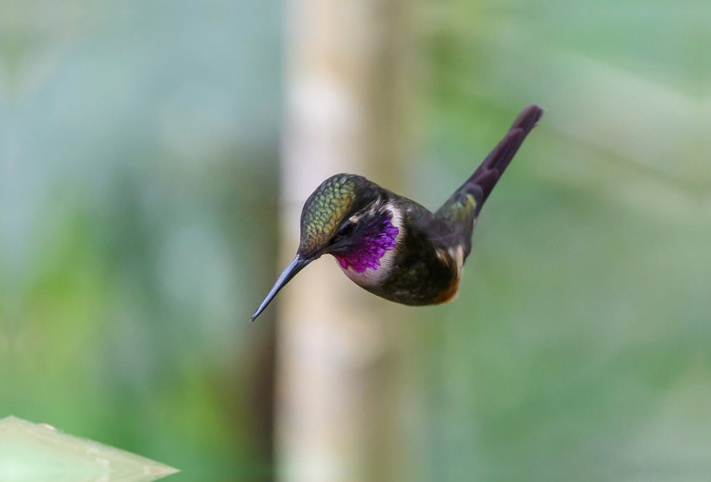 Premium textile canvas Premium textile canvas 120 cm x 80 cm landscape Purple-throated Star Hummingbird in whirring flight, Ecuador 