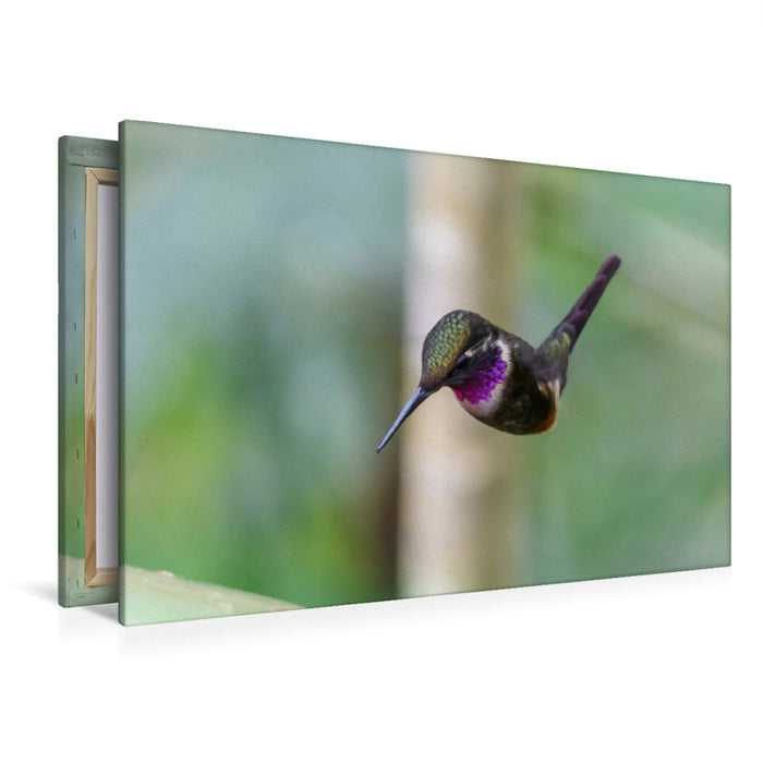 Premium textile canvas Premium textile canvas 120 cm x 80 cm landscape Purple-throated Star Hummingbird in whirring flight, Ecuador 