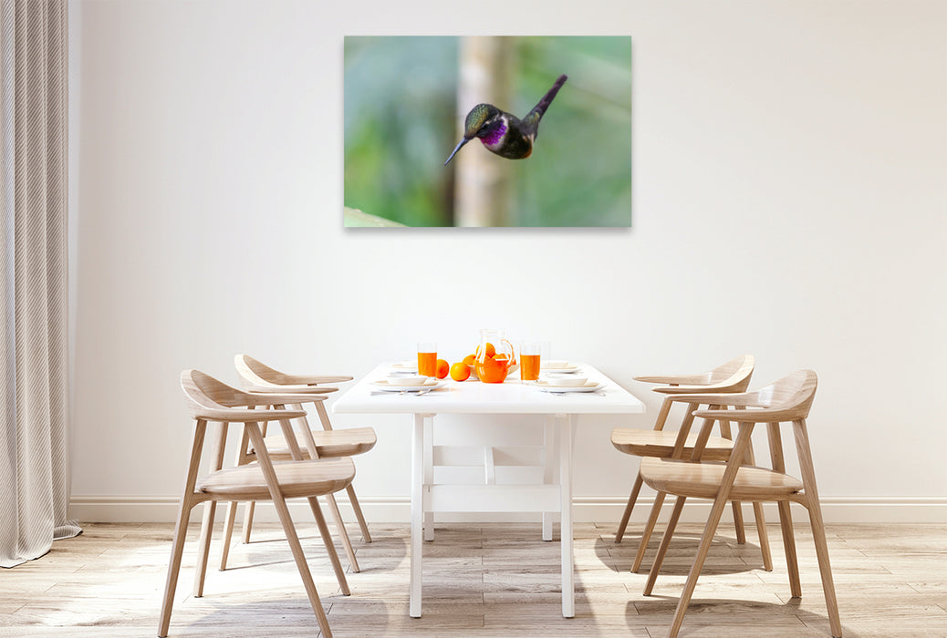 Premium textile canvas Premium textile canvas 120 cm x 80 cm landscape Purple-throated Star Hummingbird in whirring flight, Ecuador 