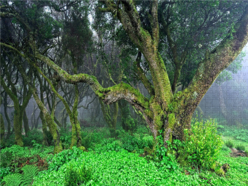 Forêt de lauriers dans le brouillard - Puzzle photo CALVENDO 
