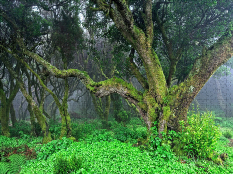 Lorbeerwald im Nebel - CALVENDO Foto-Puzzle - calvendoverlag 29.99