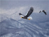 Riesenseeadler - CALVENDO Foto-Puzzle - calvendoverlag 29.99